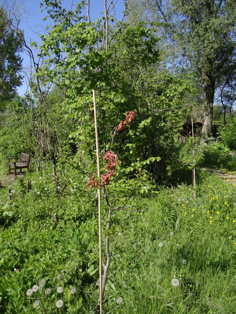 Krulziekte perziken wind in de wilgen